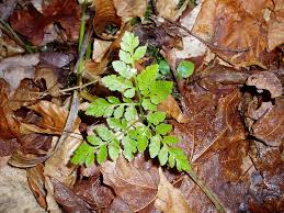 Image result for Botrychium multifidum