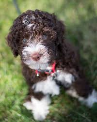We did not find results for: Lagotto Romagnolo The Purebred Lagotto Romagnolo