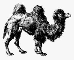 In fact, enduring the frigid tundra is how scientists think camels got their iconic hump in the first place, because what's inside helped them survive in an age when many other animals were wiped out. Transparent Camel Clipart Png Bactrian Camel Png Download Transparent Png Image Pngitem