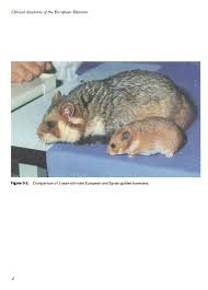 Robos, robs, dessert hamsters native to: Clinical Anatomy Of The European Hamster Cricetus Cricetus L Page 4 Unt Digital Library