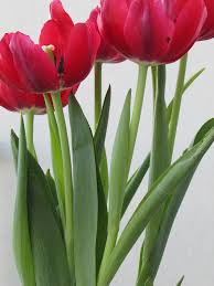 Maybe you would like to learn more about one of these? Bunga Bunga Tulip Merah Musim Semi Mekar Warna Romantis Alam Senang Berkembang Menanam Pikist