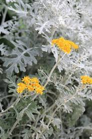 Image result for Cineraria