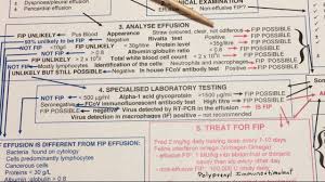 Does My Cat Have Wet Fip Dr Addie Diagnosis Chart