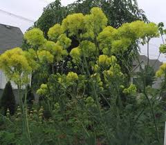 My relationship with this plant consists largely of pulling it out when i see it coming up, but its blooms are pretty. Thalictrum Flavum Ssp Glaucum