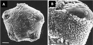 Image result for Tragia grandistipularis