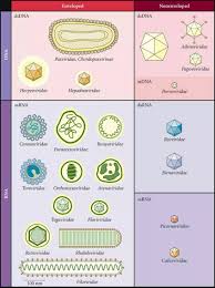 Pin On Microbiology