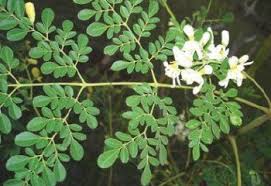 Moringa oleifera is an edible plant native to asia and africa that is also cultivated around the world. Moringa Infonet Biovision Home