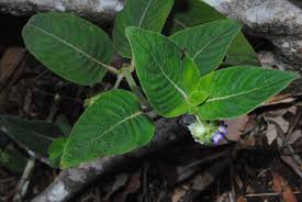 Image result for Hyptis lanceolata