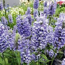 The meadow flower seeds we supply have all been multiplied up originally from wild sources. Perennial Plants Growing Perennial Plants