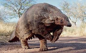 Pin On Pangolin