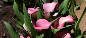 Light pink mini callas | wholesale flowers & diy wedding flowers. Calla Lily Vs Arum Lily Can You Tell The Difference Garden Express