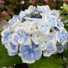 Hydrangea Macrophylla Fanfare Wedding Ring H Hydrangea Macrophylla Hydrangea Macrophylla