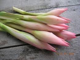 Manfaat bunga kecombrang atau honje, atau bunga kantan yang harum dan sedap. Dr Amalina On Twitter Hahahaha I Don T Even Use Bunga Kantan It S London Styled Laksa