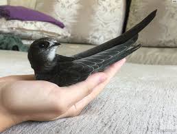 Результат пошуку зображень за запитом "стриж"