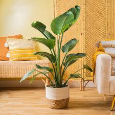 Image result for Strelitzia