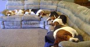 A 20th century breed of dog which originated in the united states. Lilibet The Maltese Dolphin Hybrid I Has A Hotdog Dog Pictures Funny Pictures Of Dogs Dog Memes Puppy Pictures Doge