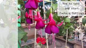 How To Take And Start Fuchsia Cuttings Hd Fuchsia Clematis Plants Garden Containers
