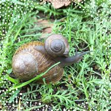 However, some people catch snails to keep as pets or to show to young children. Find All The Snails Scientific American Blog Network