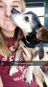 Lost skittish older dog