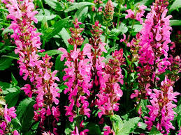 With blooms ranging from creamy white to rich magenta, the flowering dogwood tree is the quintessential symbol of spring. Salvia Sallyrosa Jumbo Pink Ornamental Trees Planting Flowers Tree Identification