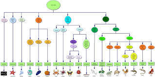 Classification Animale Classification Des Animaux Sciences Naturelles Animaux