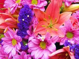 480 x 360 jpeg 24 кб. Download Nice Flowers Free Screensaver 2 0