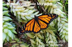 Get free shipping on qualified milkweed bushes or buy online pick up in store today in the outdoors department. Status Of Western Monarchs Dec 2020 Extreme Decline Where To Buy Native Milkweed In Southern California Vanderlip Com