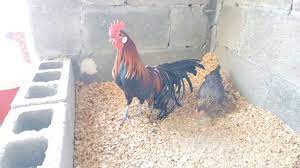 Gallo Fenix Bantam Gallina Miniatura Youtube