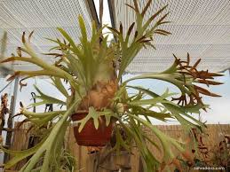 Image result for parožnatka Platycerium