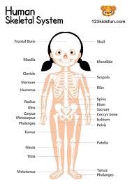 The femur bone also known as the thigh bone is the longest bone in the body. Human Body Systems For Kids Free Printables Homeschooling 123 Kids Fun Apps