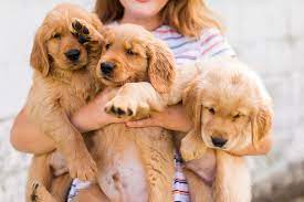 The ultimate fun loving family dog! Lewis Golden Retrievers Puppies Haley Nicole Photography Marketing