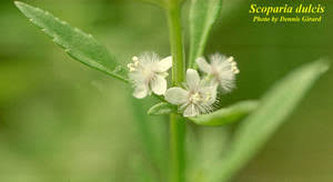 Image result for Scoparia dulcis