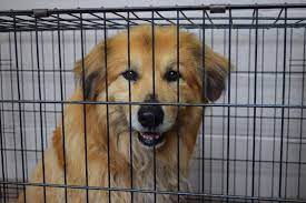 Saturday through sunday noon to 5 p.m. Collin County Animal Services Remains At Max Capacity Despite Nearly 40 Adoptions Community Impact