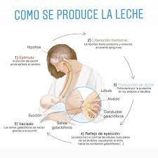 Mi Reciennacido Com Siempre Que Tengamos Claro Como Se Produce La Leche Materna Cual Es Su Mecanismo Sabemos Que Siempre Habra Leche Suficiente Si Se Da El Pecho A Demanda Y En