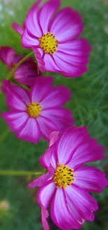 Growing outdoors, plants will start the flowering stage when the days grow shorter, usually when autumn is coming. 78 Best Flowers That Start With C Ideas Flowers Planting Flowers Beautiful Flowers