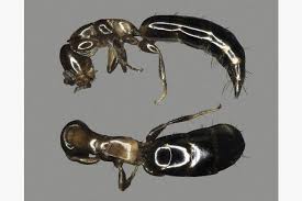 Image result for Scleria hispidula