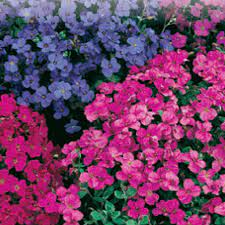 Package included： 2 x purple led solar lily flower light. Aubretia Seeds Audrey Red Purple Mix Mckenzie Seeds