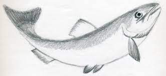 Now let's trace our fish sketch. Easy Pencil Sk H Fish Drawing Novocom Top