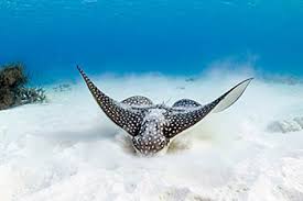 Brother ray — the eagle of toledo 04:58. Spotted Eagle Ray