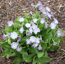 Image result for Primula x pubescens