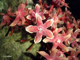 Image result for Cola mossambicensis