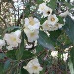 Image result for Rothmannia globosa