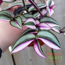 Wandering jews are beautiful plants known for their solid or variegated leaves. Tradescantia Zebrina Quadricolor Inch Plant Wandering Dude In 2021 Plants Pink Plant Houseplants