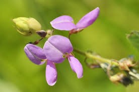 Image result for Desmodium intortum