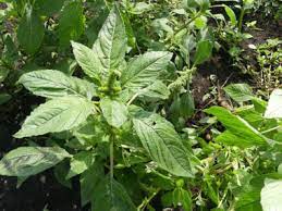 1479 x 1195 jpeg 963 кб. Pigweed Pictures Flowers Leaves Identification Amaranthus Retroflexus