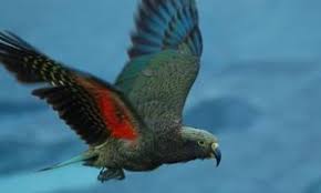 Kea Nestor Notabilis Kea Conservation Trust Nz Animals Parrot Nestor