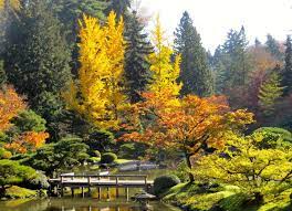Ginkgo ridge lawn & garden. Gingko S Story Part One A Living Fossil Seattle Japanese Garden