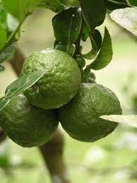 Dwarf thai lindetrær (citrus hystrix), også kjent som keiffer lime, vokse til høyder på 6 til 10 fot, og er bare hardføre i usda sone 10 og 11. Pin On Indoor Gardening