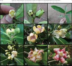 Image result for Clusiaceae