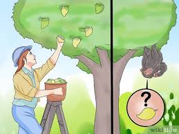 Maybe you would like to learn more about one of these? How To Repel Monkeys From Residential Areas 9 Steps